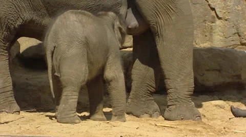 Asian Big Nipples Stock Videos – Royalty-Free HD & 4K Videos