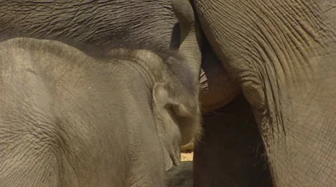 Asian Big Nipples Stock Videos – Royalty-Free HD & 4K Videos