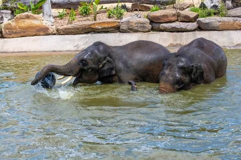 Asian Elephant (Elephas maximus) A pair of Asian Elephants (Elephas maximu... Stock Photos