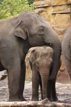 Asian Elephant - Elephas maximus Stock Photos