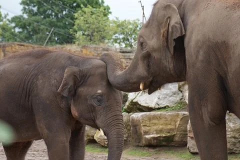 Asian Elephant - Elephas maximus Stock Photos