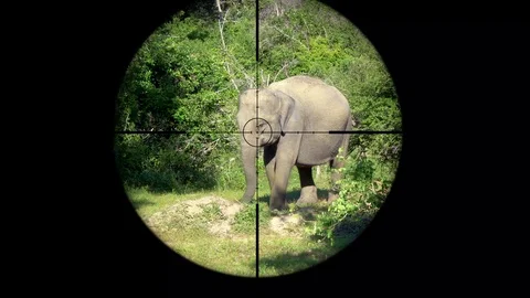 Asian elephant (Elephas maximus) Seen in Gun Rifle Scope. Wildlife Hunting Stock Footage 104427031