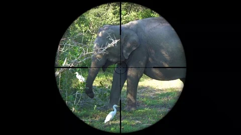 Asian elephant (Elephas maximus) Seen in Gun Rifle Scope. Wildlife Hunting Stock Footage 104467268