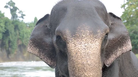 Asian elephant (Elephas maximus) swinging his head close up before river Stock Footage 116084888