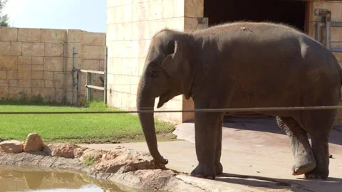Asian elephant Elephas maximus walks slowly near small pond in a zoo enclosure Video stock 321815122