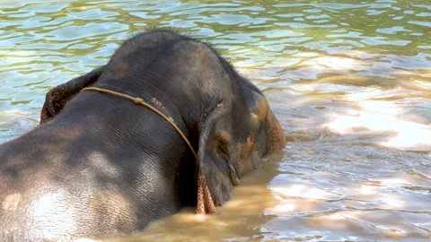 Asian Elephant Enjoying a Mud Bath in a Phuket Sanctuary Stock Footage 329595234