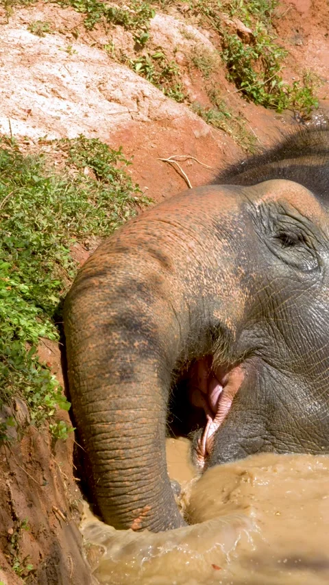 Asian Elephant Enjoying a Mud Bath in a Phuket Sanctuary Stock Footage 329595242