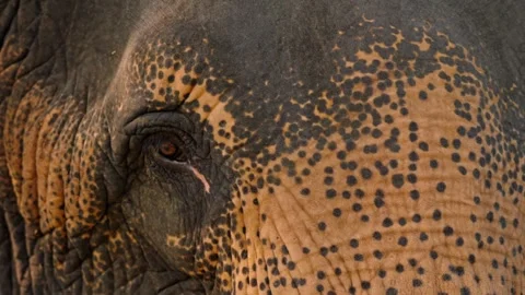 Asian elephant eye close-up in Sri Lanka Stock Footage 309617606