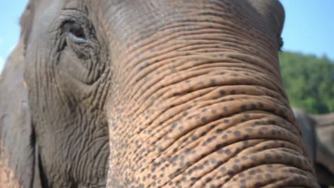 Asian elephant face close up Stock Footage 158848415