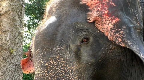 Asian elephant face Stock Footage 68666446