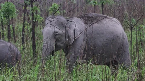 Asian elephant feed on grass in high elephant grass close up Stock Footage 194620028