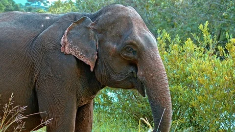 Asian elephant feeding Stock Footage 100963750