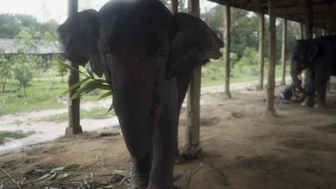 Asian elephant flaps its ears as it feeds in a stable Stock Footage 95618465