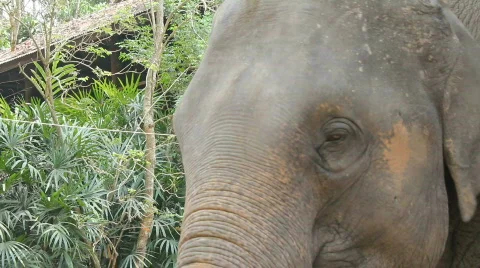 Asian Elephant Stock-Footage 664249