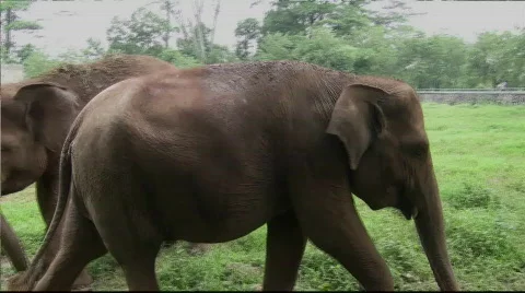Asian Elephant Stock Footage 716641