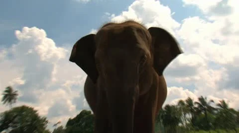 Asian elephant Stock Footage 10790141