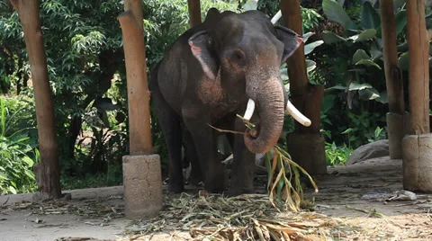 Asian elephant Stock Footage 37627056