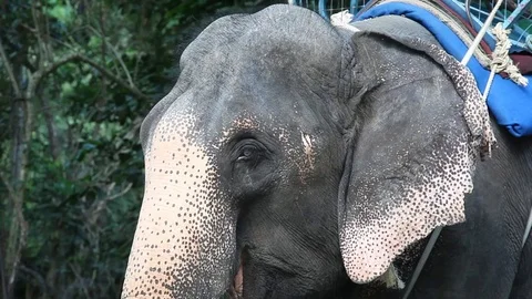 Asian Elephant Stock Footage 104416826