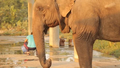 Asian elephant Stock Footage 129432395