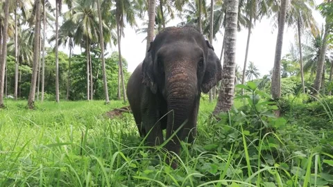 Asian Elephant Stock Footage 130547174