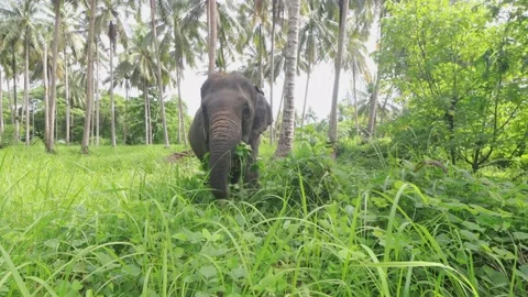 Asian Elephant Stock Footage 130693104