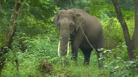 An Asian elephant in the forest, eating plants . Stock Footage