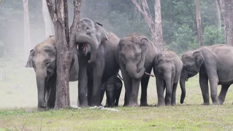 Asian Elephant herd dust bathing in forest at Manas National Park, Assam, India Stock-Footage 331822265