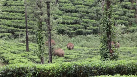 Asian Elephant herd feed in tea plantation Stock Footage 322630294