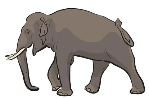 Asian elephant Stock-Illustration