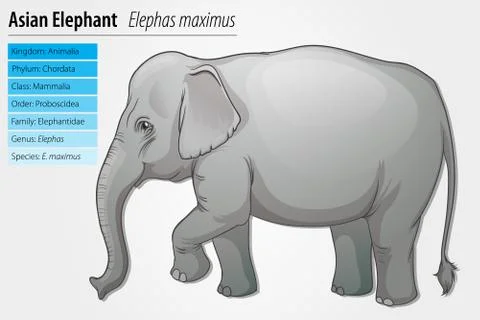 Asian Elephant Stock Illustration