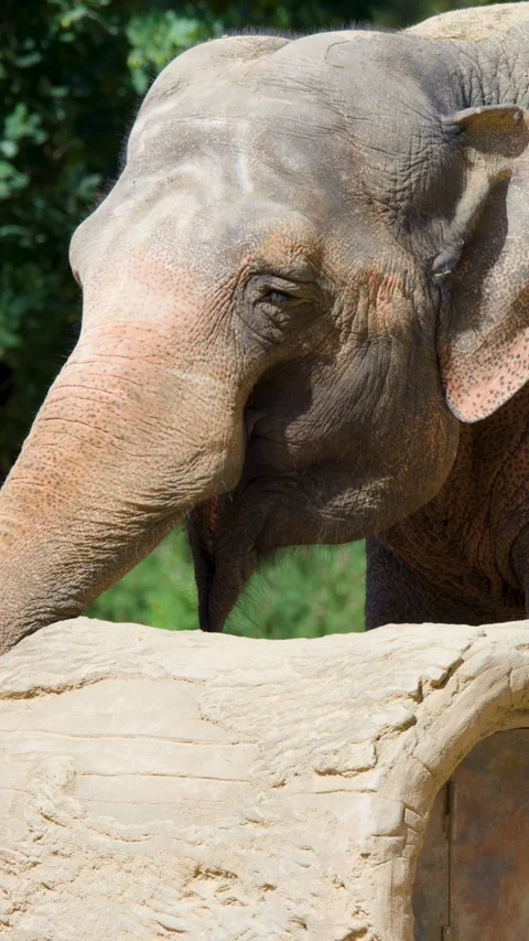 Asian Elephant Interacting With Log in Berlin Zoo Enclosure Stockbeeldmateriaal 322556779