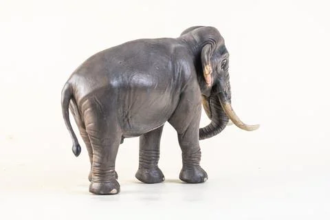 Asian elephant on isolated background Stock Photos