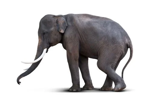 Asian elephant isolated Stock Photos