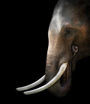 Asian elephant isolated Stock Photos