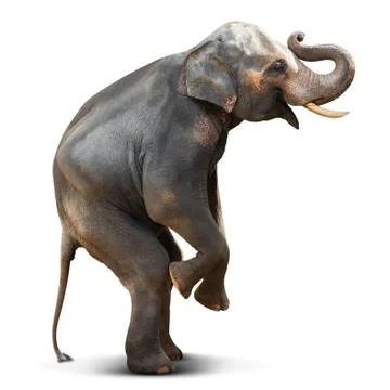 Asian elephant isolated Stock Photos