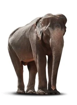 Asian elephant isolated Stock Photos
