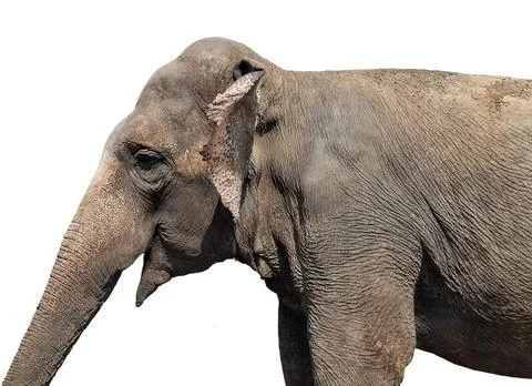 Asian elephant isolated on white background Photos