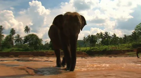 Asian elephant passes through the rapid river Stock Footage 10790167
