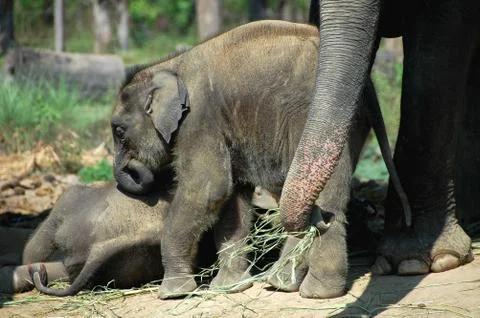 Asian elephant Stock Photos