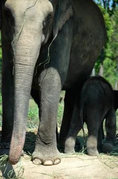 Asian elephant Stock Photos