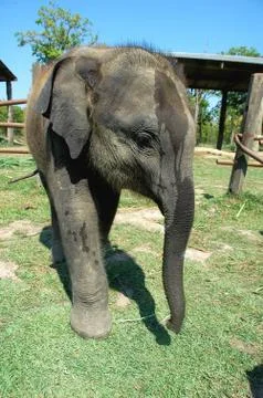 Asian elephant Stock-Fotos