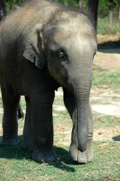 Asian elephant Stock Photos