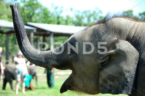 Asian elephant Stock Photos