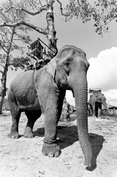 Asian elephant Fotos de archivo