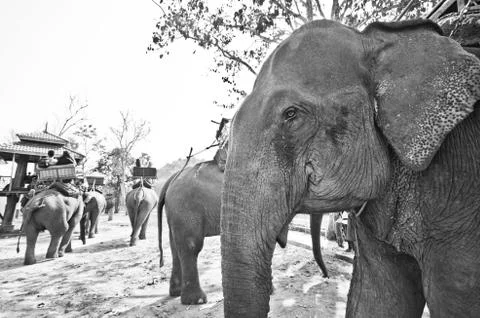 Asian elephant Photos