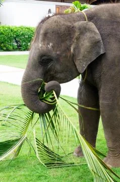 Asian elephant Stock Photos