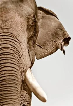 Asian elephant Stock-Fotos