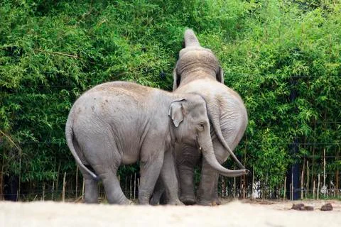 Asian elephant. Stock Photos