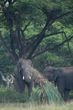 Asian elephant Stock Photos