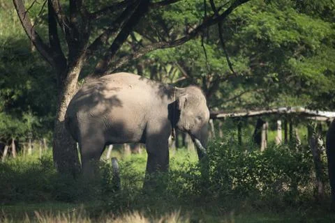 Asian elephant Stock Photos